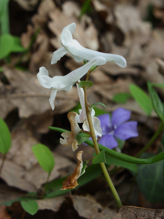 Corydalis cava